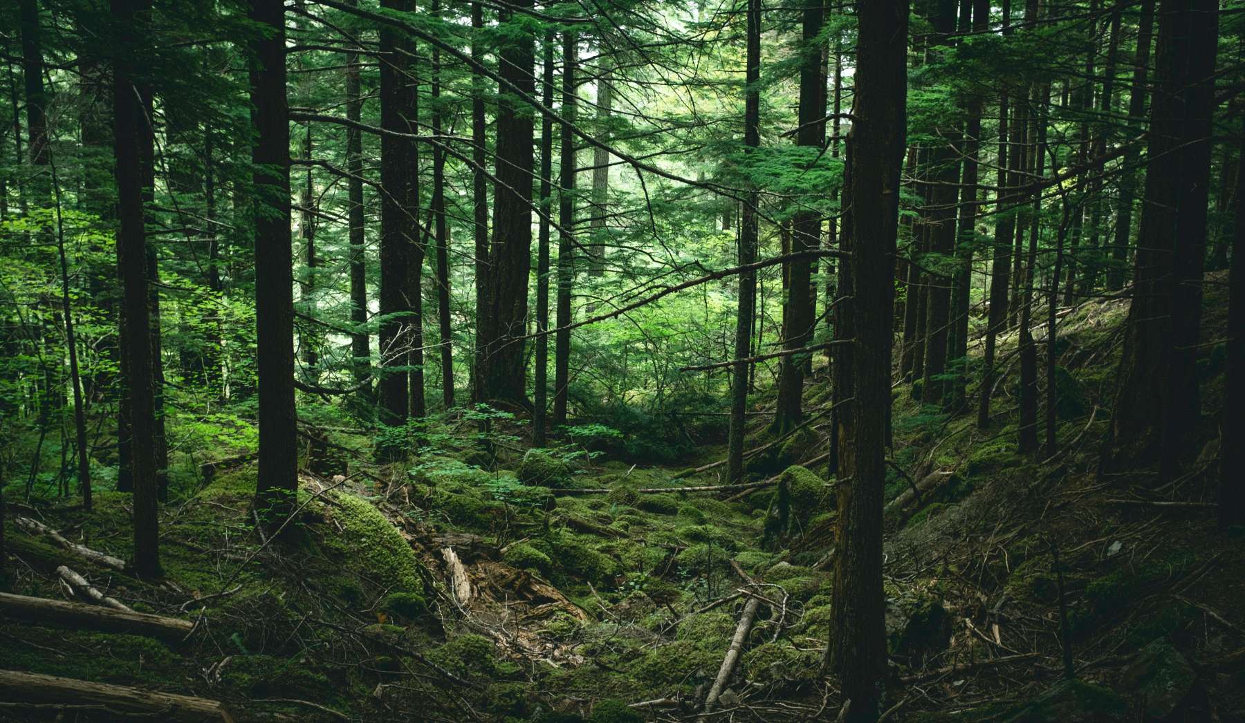 foresta